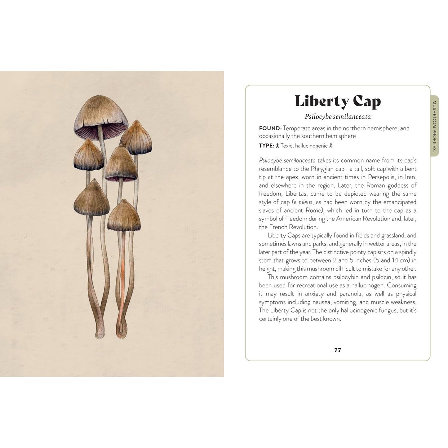 MUSHROOM MISCELLANY: AN ILLUSTRATED GUIDE BY ADELE NOZEDAR