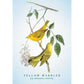 THE SPIRITUAL MEANING OF BIRDS ORACLE DECK
