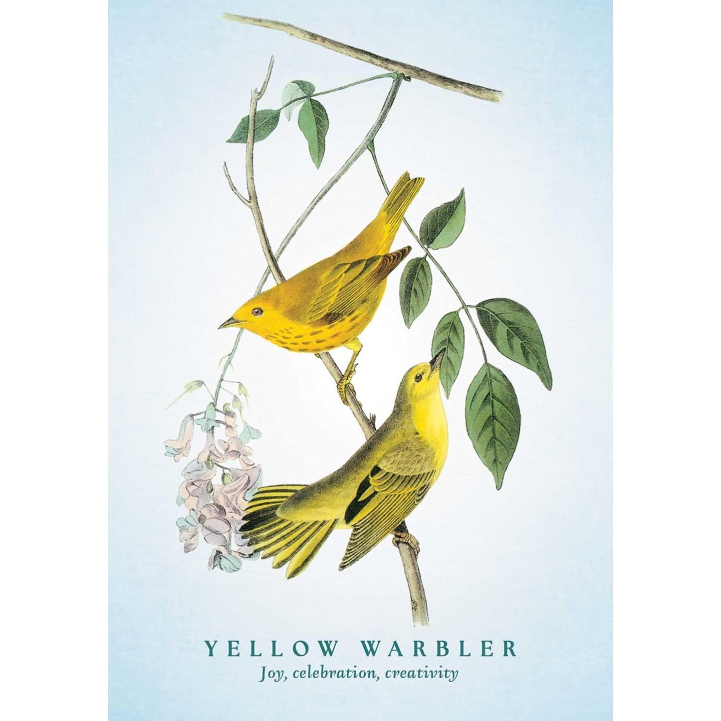 THE SPIRITUAL MEANING OF BIRDS ORACLE DECK