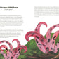 FUNGI LORE: THE MYTHS, FOLKLORE AND MAGIC OF MUSHROOMS BY SALLY COULTHARD