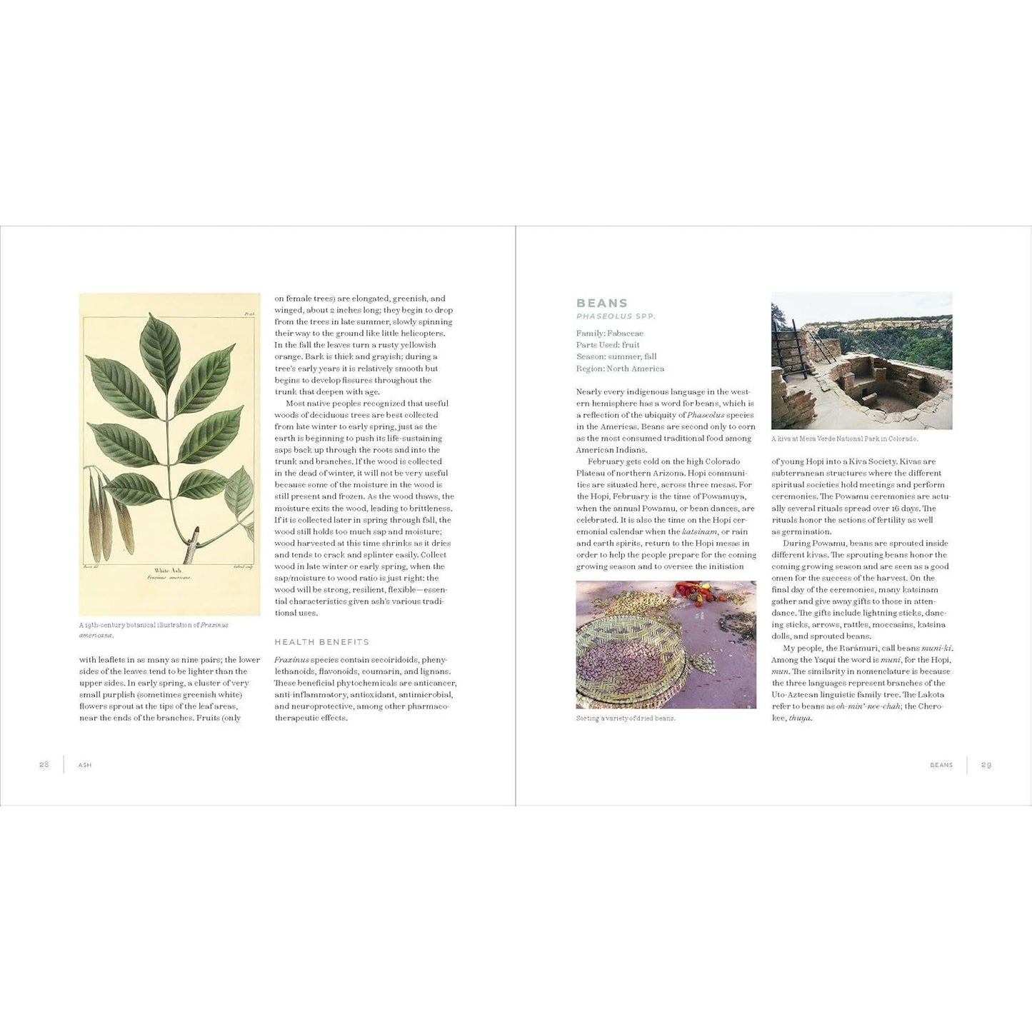 IWIGARA: THE KINSHIP OF PLANTS AND PEOPLE, AMERICAN INDIAN ETHNOBOTANICAL TRADITIONS AND SCIENCE BY ENRIQUE SALMON