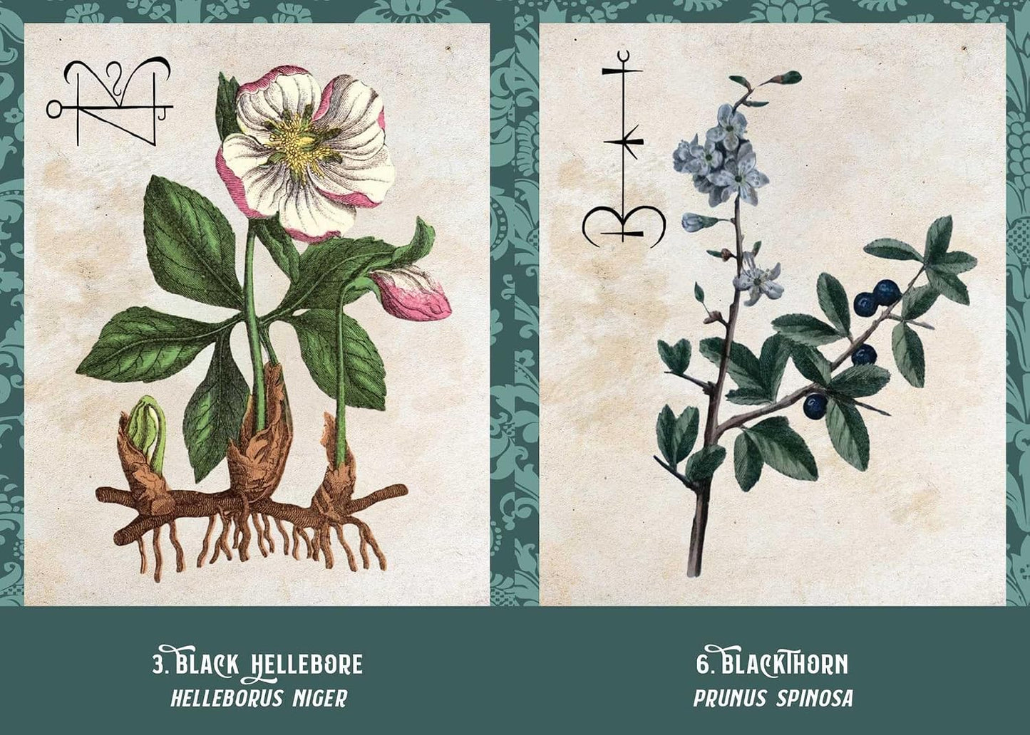 THE POISON PATH ORACLE DECK: A 36-CARD DECK AND GUIDEBOOK BY COBY MICHAEL