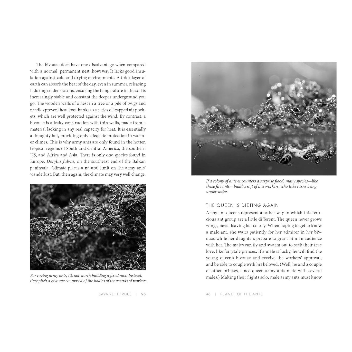 PLANET OF THE ANTS: THE HIDDEN WORLDS AND EXTRAORDINARY LIVES OF EARTH'S TINY CONQUEROTS BY SUSANNE FOITZIK AND OLAF FRITSCHE