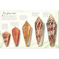 AN ANTHOLOGY OF SHELLS