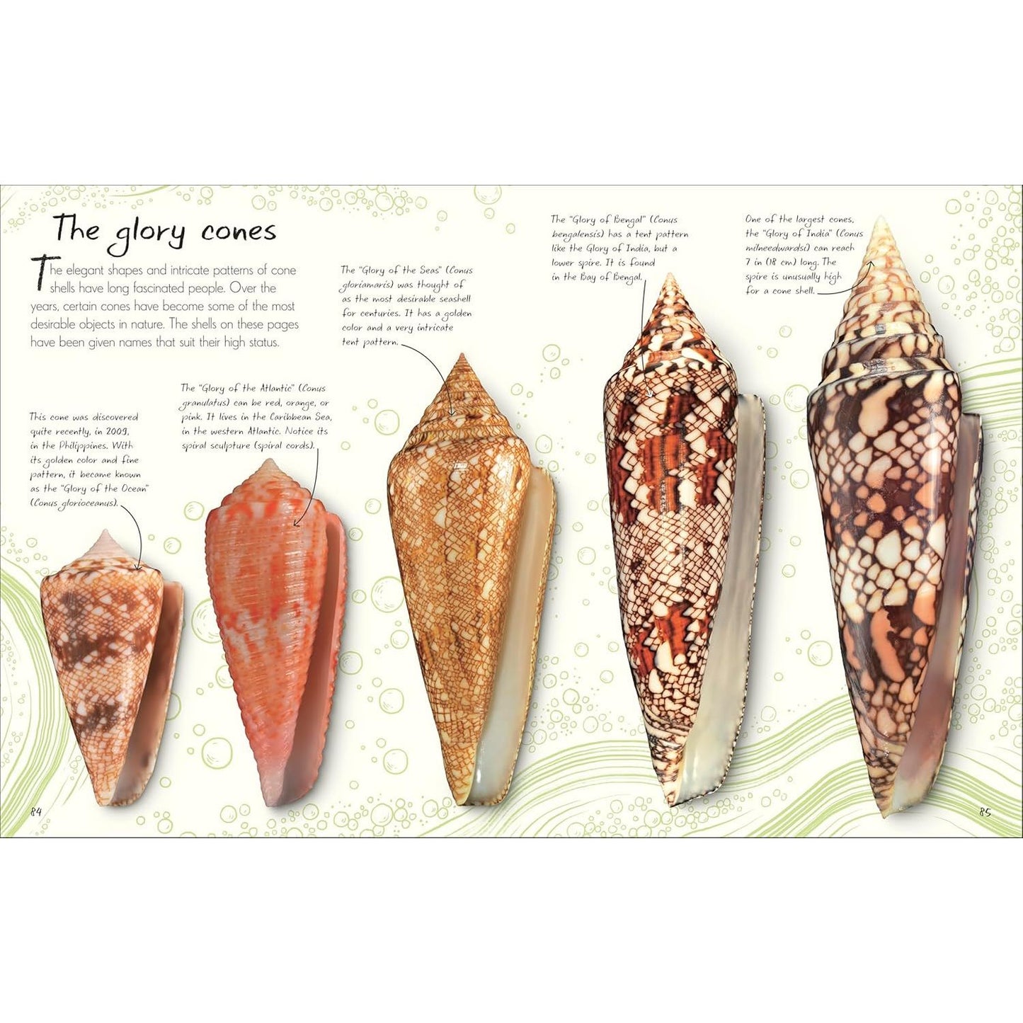 AN ANTHOLOGY OF SHELLS