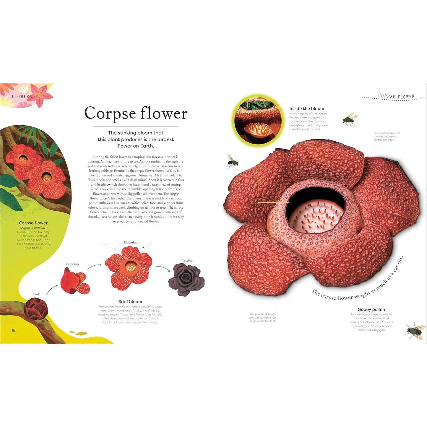 THE SECRET WORLD OF PLANTS BY BEN HOARE (A DK BOOK)