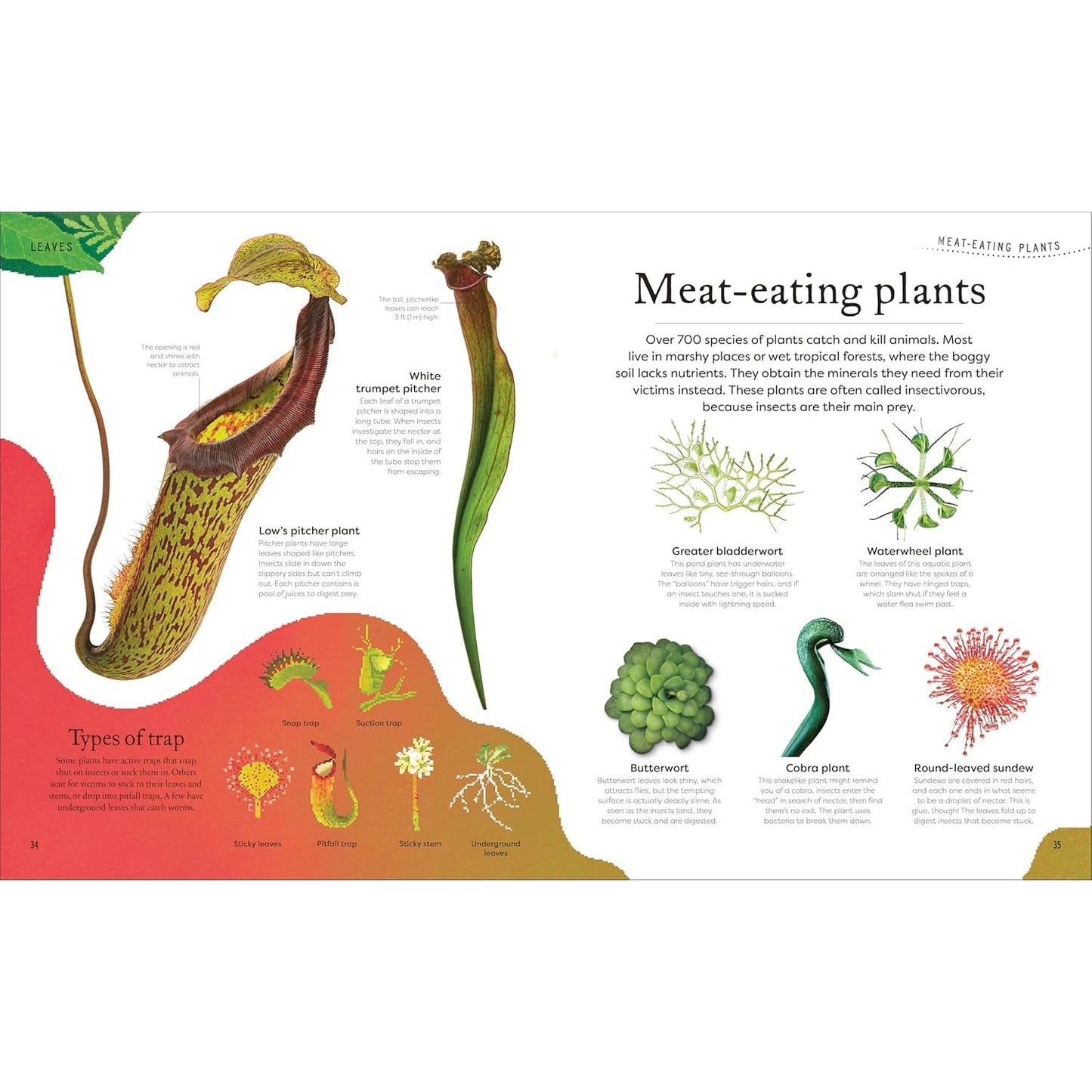 THE SECRET WORLD OF PLANTS BY BEN HOARE (A DK BOOK)