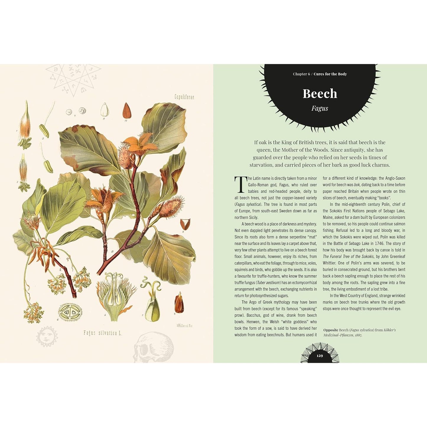 WITCH'S FOREST: TREES IN MAGIC, FOLKLORE, AND TRADITIONAL REMEDIES BY SARAH LAWRENCE