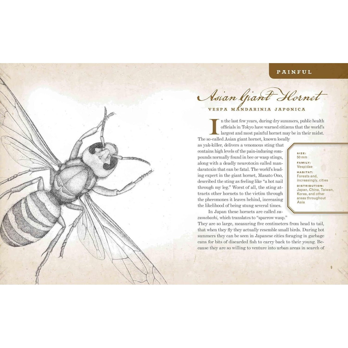 WICKED BUGS BY AMY STEWART