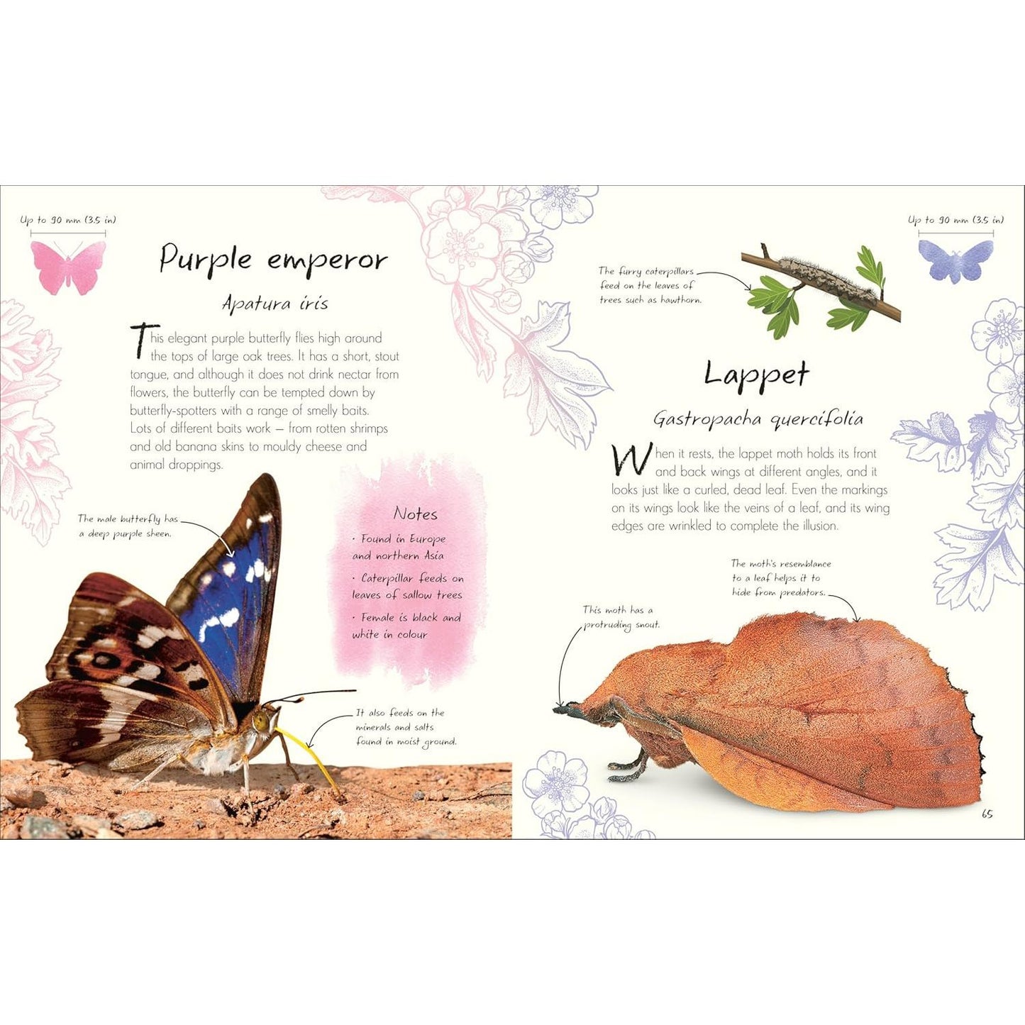AN ANTHOLOGY OF BUTTERFLIES AND MOTHS: A COLLECTION OF BUTTERFLIES AND MOTHS FROM AROUND THE WORLD BY RICHARD JONES