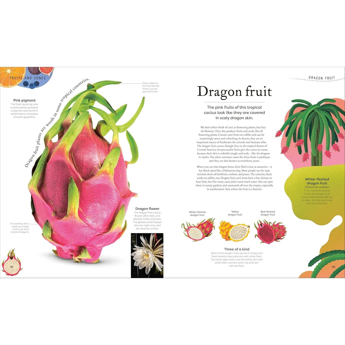 THE SECRET WORLD OF PLANTS BY BEN HOARE (A DK BOOK)