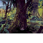 DISNEY THE WONDERFUL WORLDS OF DISNEY: THE SCENIC ART OF WALT DISNEY ANIMATION STUDIOS BY DIDIER GHEZ