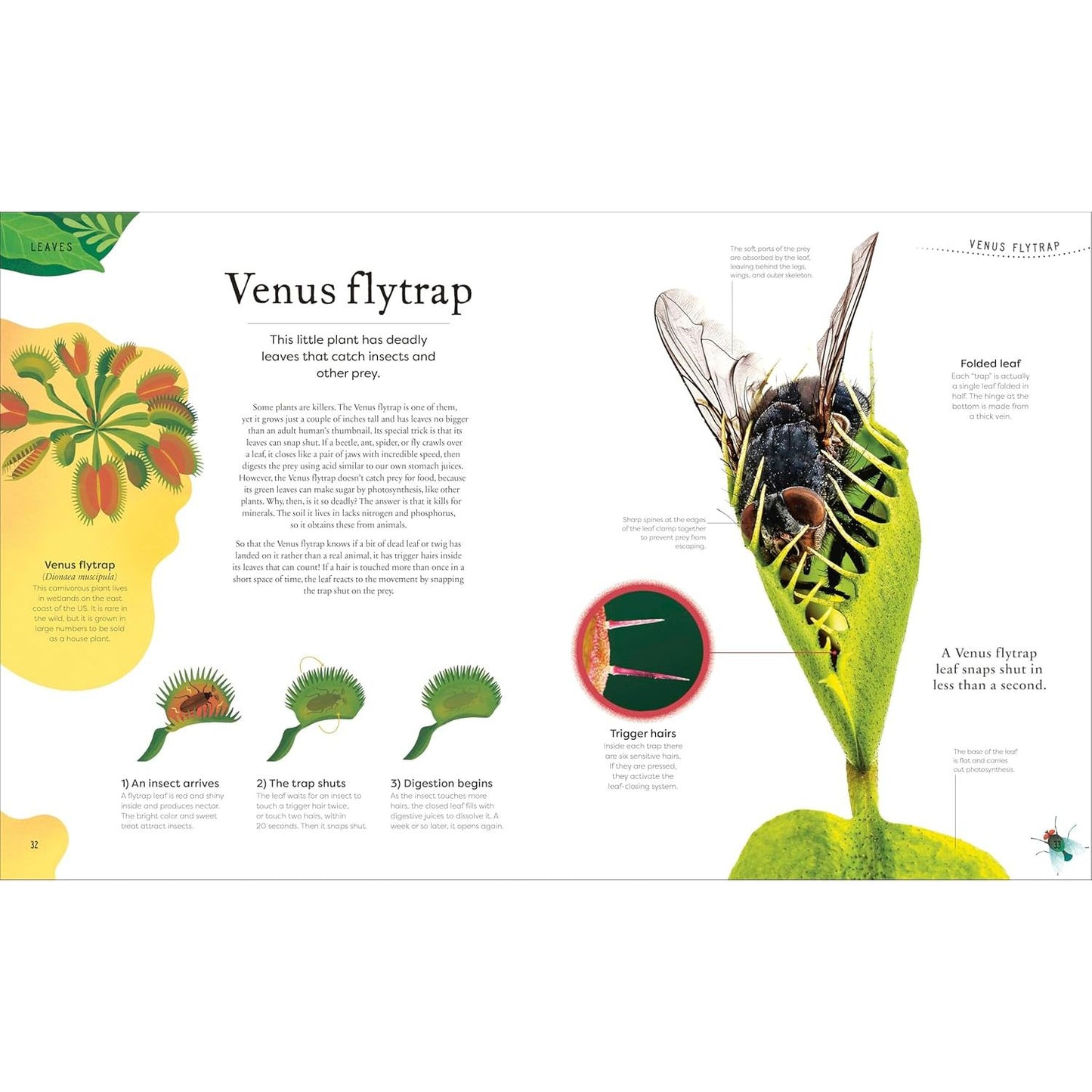 THE SECRET WORLD OF PLANTS BY BEN HOARE (A DK BOOK)