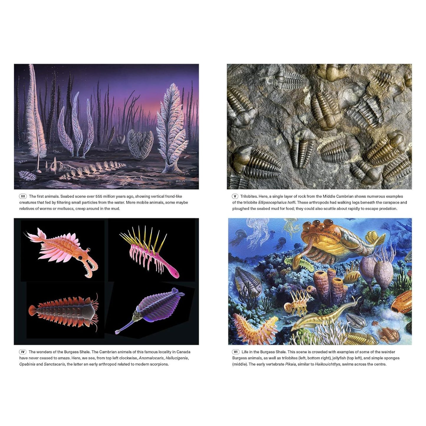 EXTINCTIONS: HOW LIFE SURVIVES, ADAPTS, AND EVOLVES BY MICHAEL J. BENTON