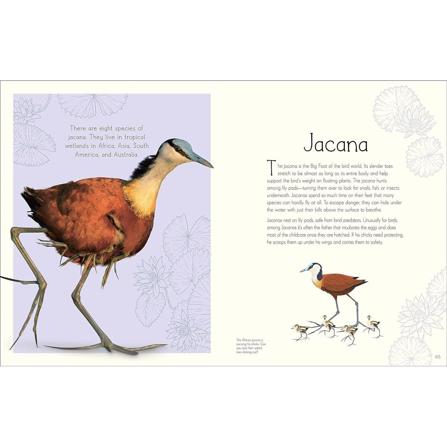 ANTHOLOGY OF AQUATIC LIFE: A DK BOOK