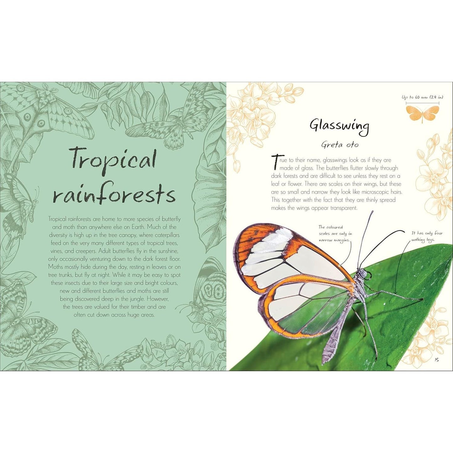 AN ANTHOLOGY OF BUTTERFLIES AND MOTHS: A COLLECTION OF BUTTERFLIES AND MOTHS FROM AROUND THE WORLD BY RICHARD JONES