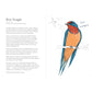 THE FIELD GUIDE TO THE WORST BIRDS EVER BY MATT KRACHT