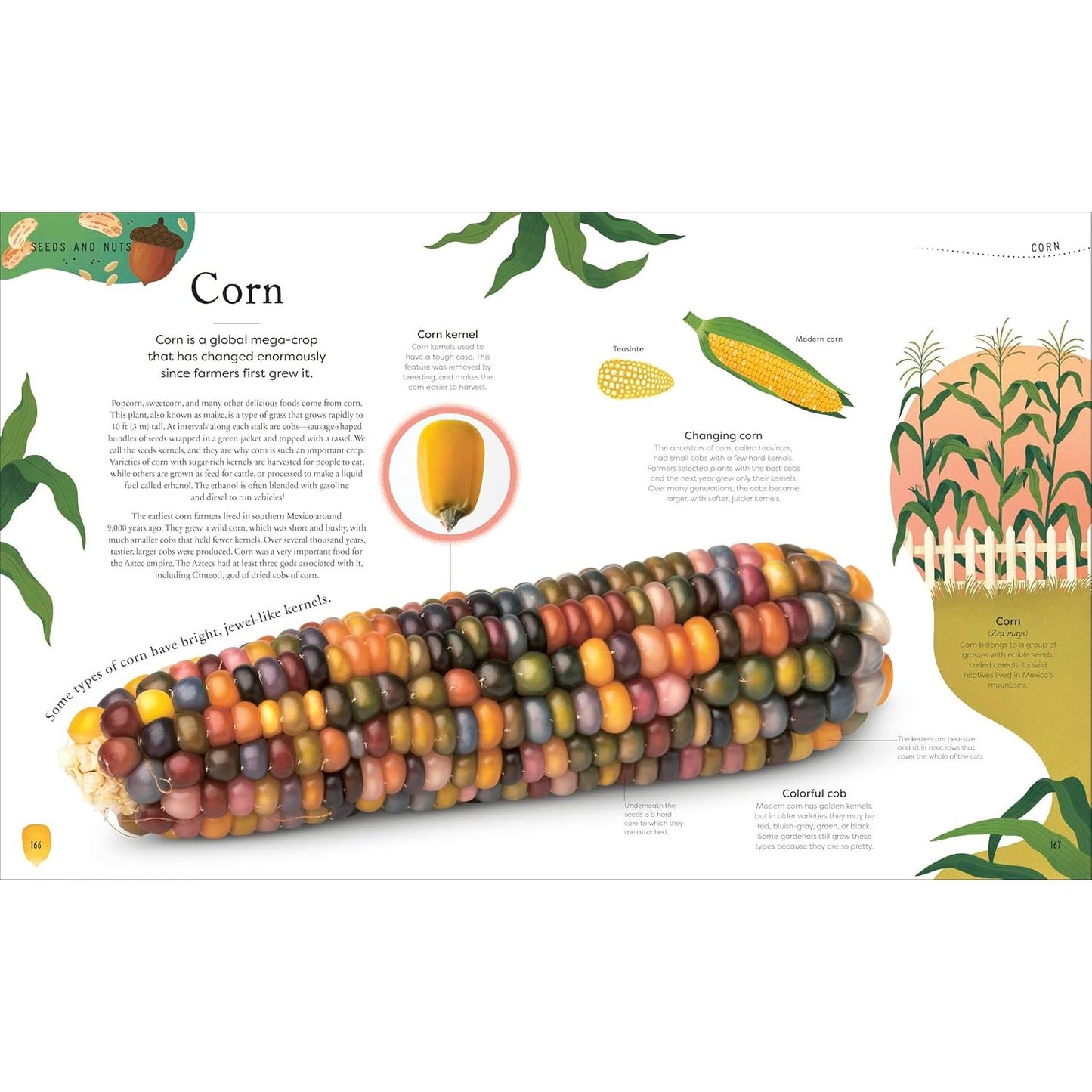 THE SECRET WORLD OF PLANTS BY BEN HOARE (A DK BOOK)