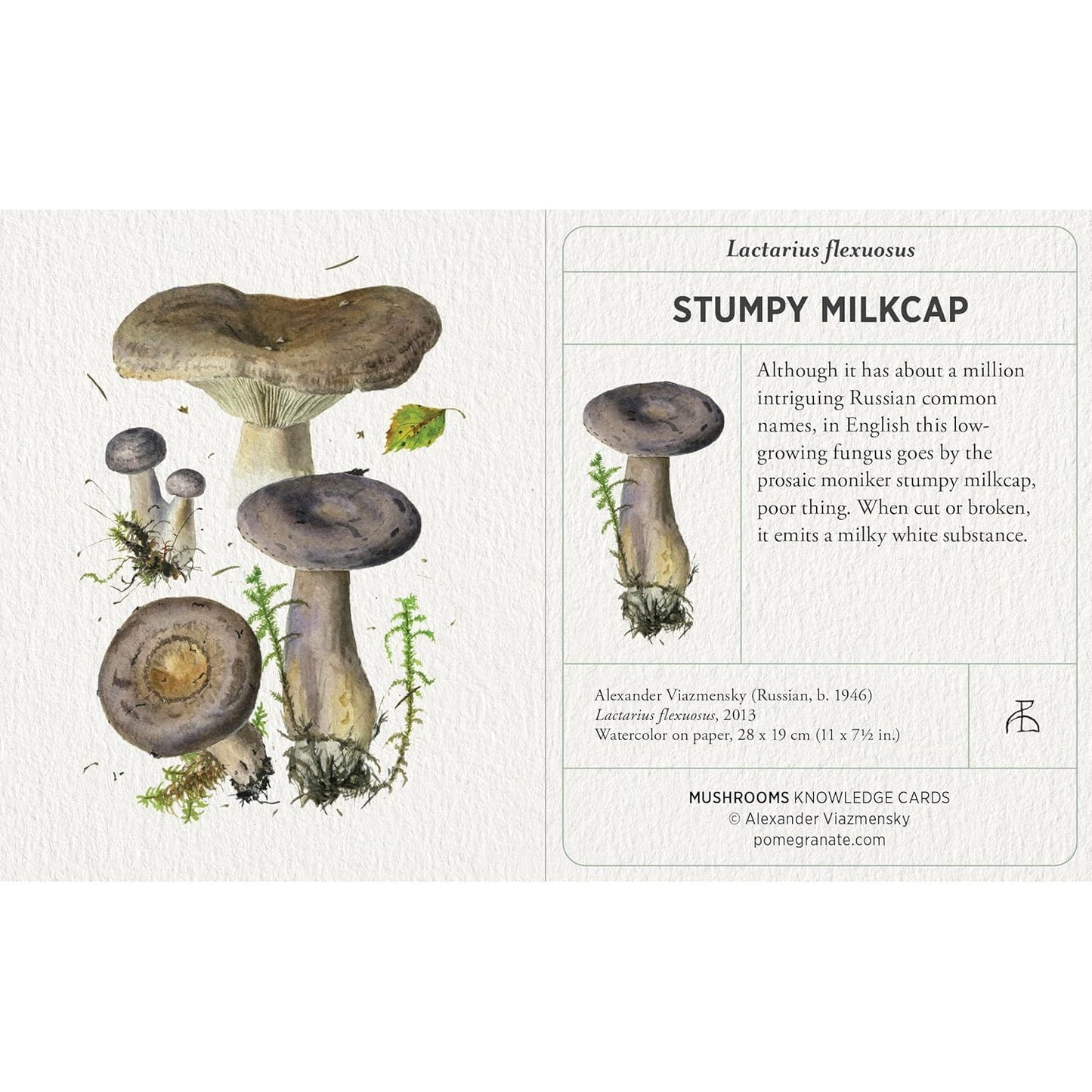 MUSHROOM KNOWLEDGE CARDS BY ALEXANDER VIAZMENSKY