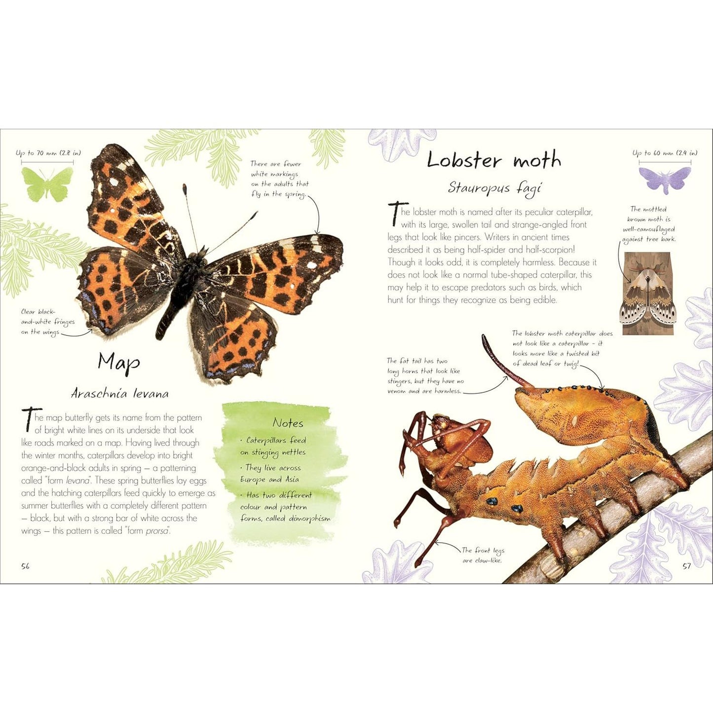 AN ANTHOLOGY OF BUTTERFLIES AND MOTHS: A COLLECTION OF BUTTERFLIES AND MOTHS FROM AROUND THE WORLD BY RICHARD JONES