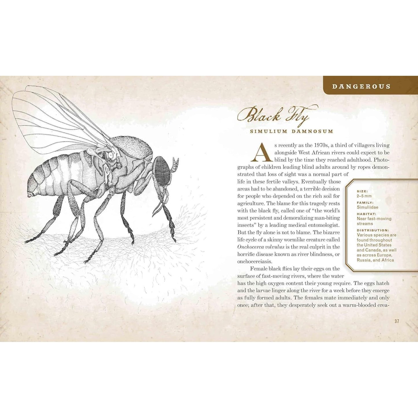 WICKED BUGS BY AMY STEWART