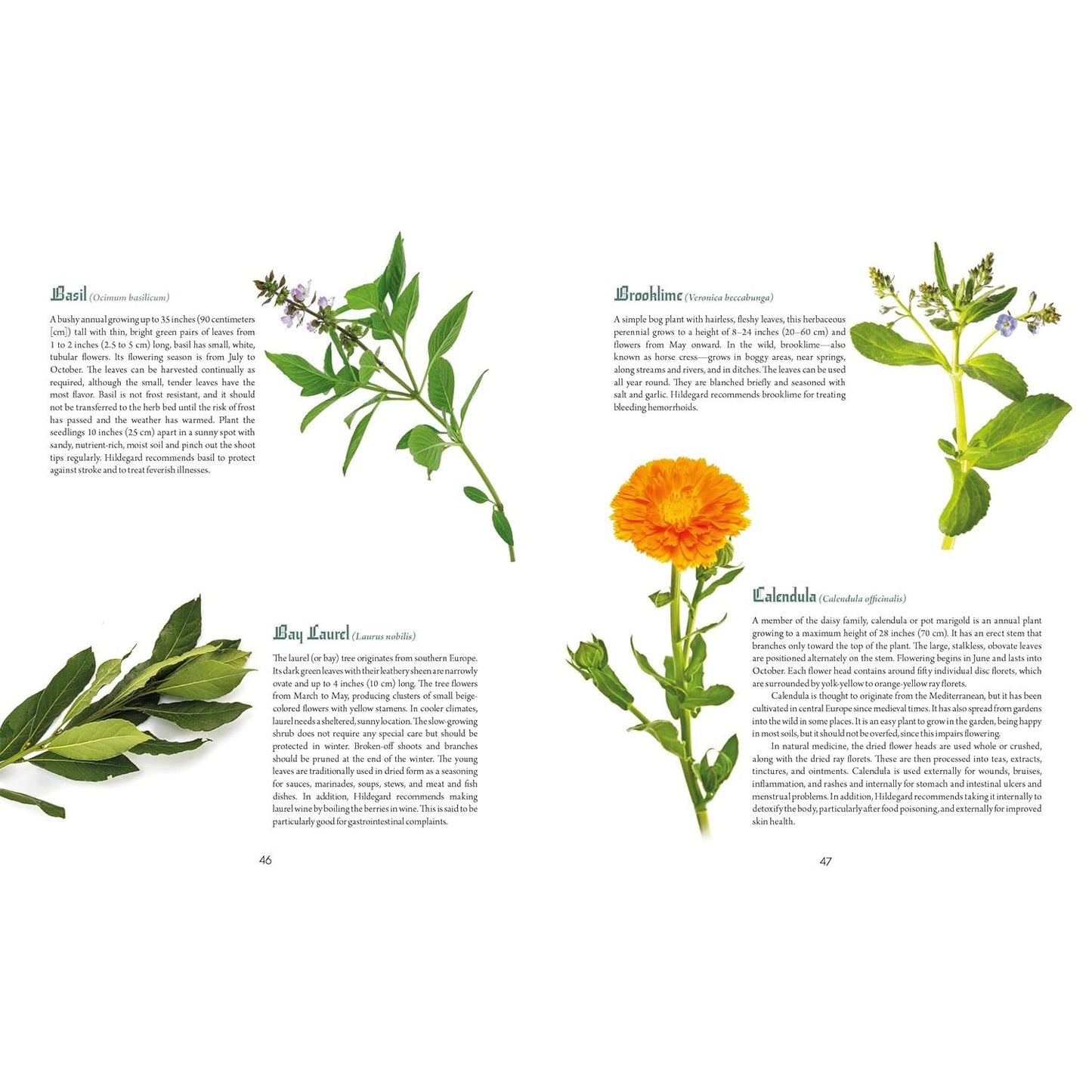 SAINT HILDEGARD'S GUIDE TO WELLNESS: HERBALISM, NUTRITION, AND HEALTH ADVICE FROM A TRAILBLAZING NUN BY HOLGER VORNHOLT