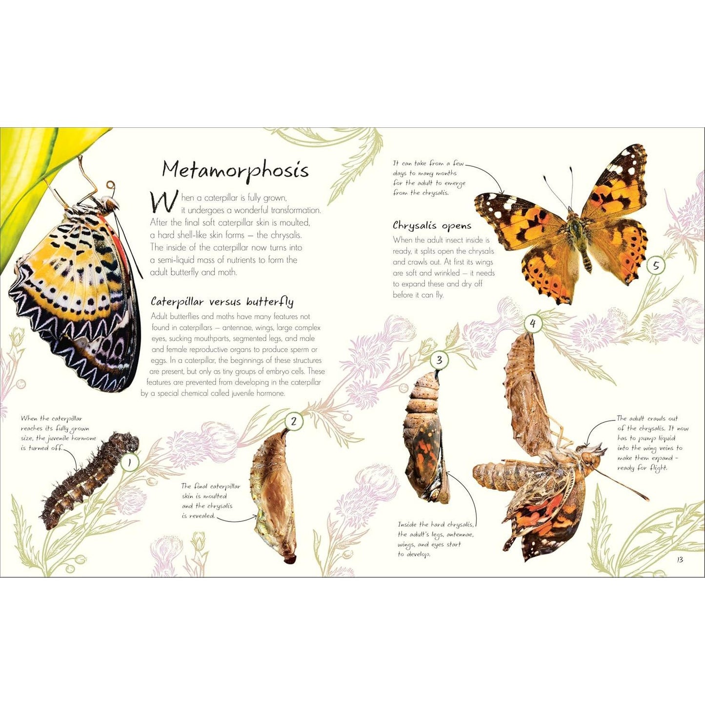 AN ANTHOLOGY OF BUTTERFLIES AND MOTHS: A COLLECTION OF BUTTERFLIES AND MOTHS FROM AROUND THE WORLD BY RICHARD JONES