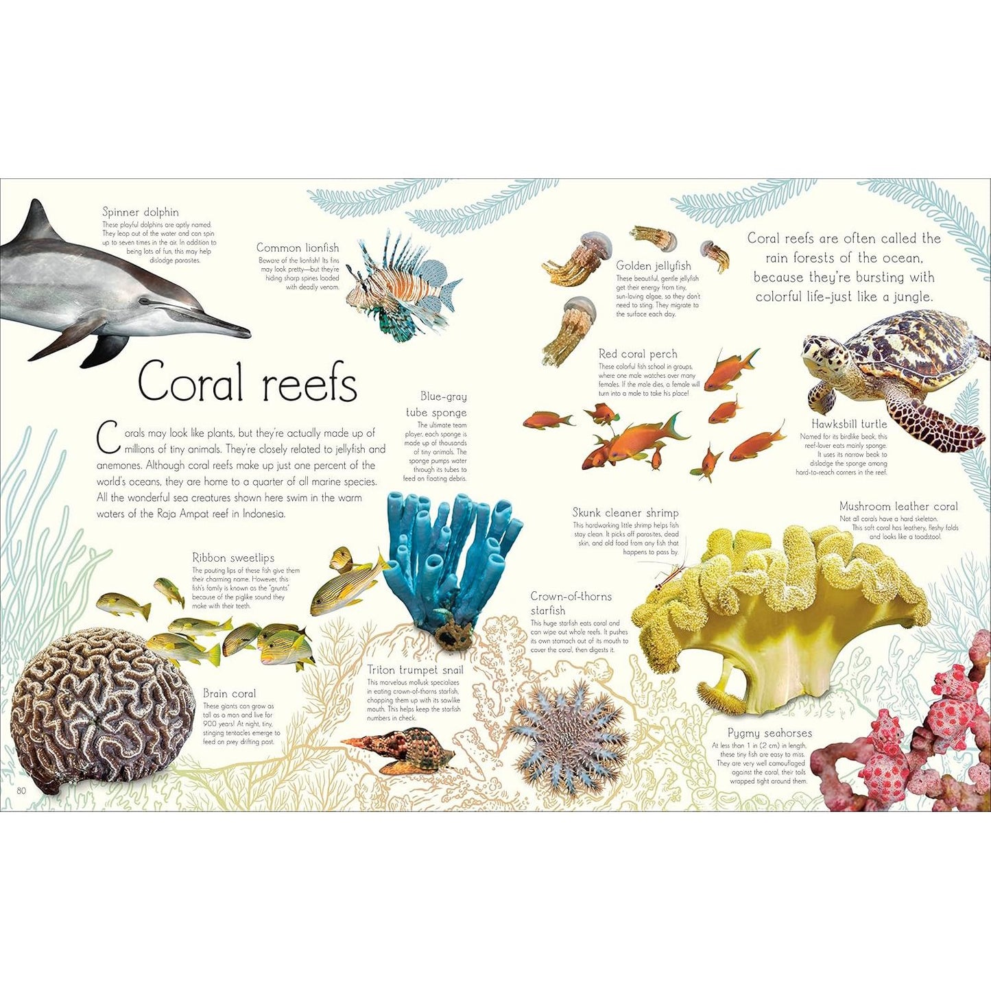 ANTHOLOGY OF AQUATIC LIFE: A DK BOOK