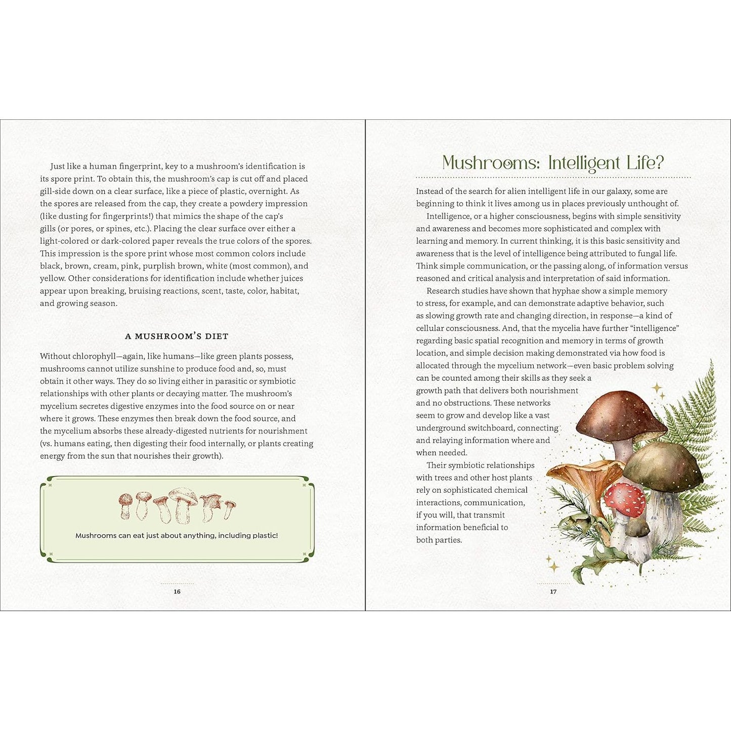 MYSTICAL MUSHROOMS BY AURORA KANE