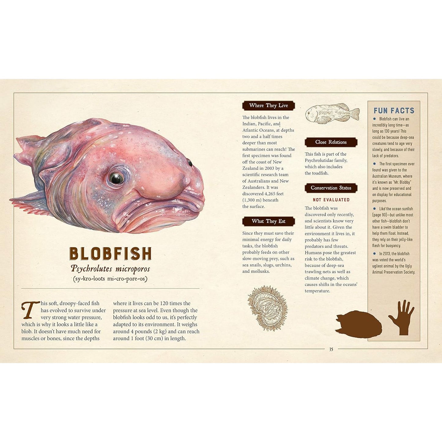 A CURIOUS COLLECTION OF PECULIAR CREATURES: AN ILLUSTRATED ENCYCLOPEDIA BY SAMI BAYLY