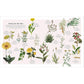 THE HERB BOOK; THE STORIES, SCIENCE, AND HISTORY OF HERBS (A DK BOOK)