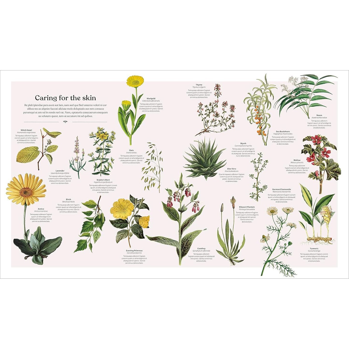 THE HERB BOOK; THE STORIES, SCIENCE, AND HISTORY OF HERBS (A DK BOOK)