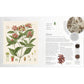 THE HERB BOOK; THE STORIES, SCIENCE, AND HISTORY OF HERBS (A DK BOOK)