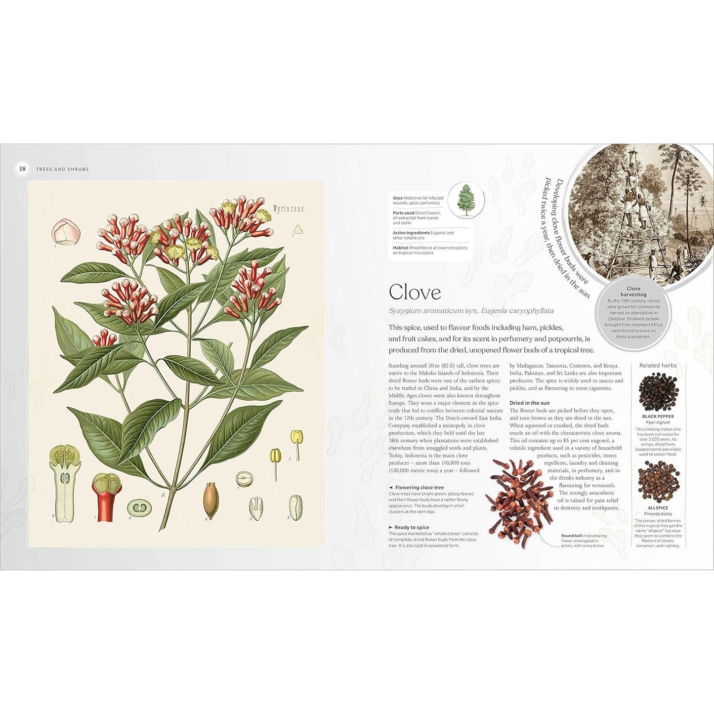 THE HERB BOOK; THE STORIES, SCIENCE, AND HISTORY OF HERBS (A DK BOOK)