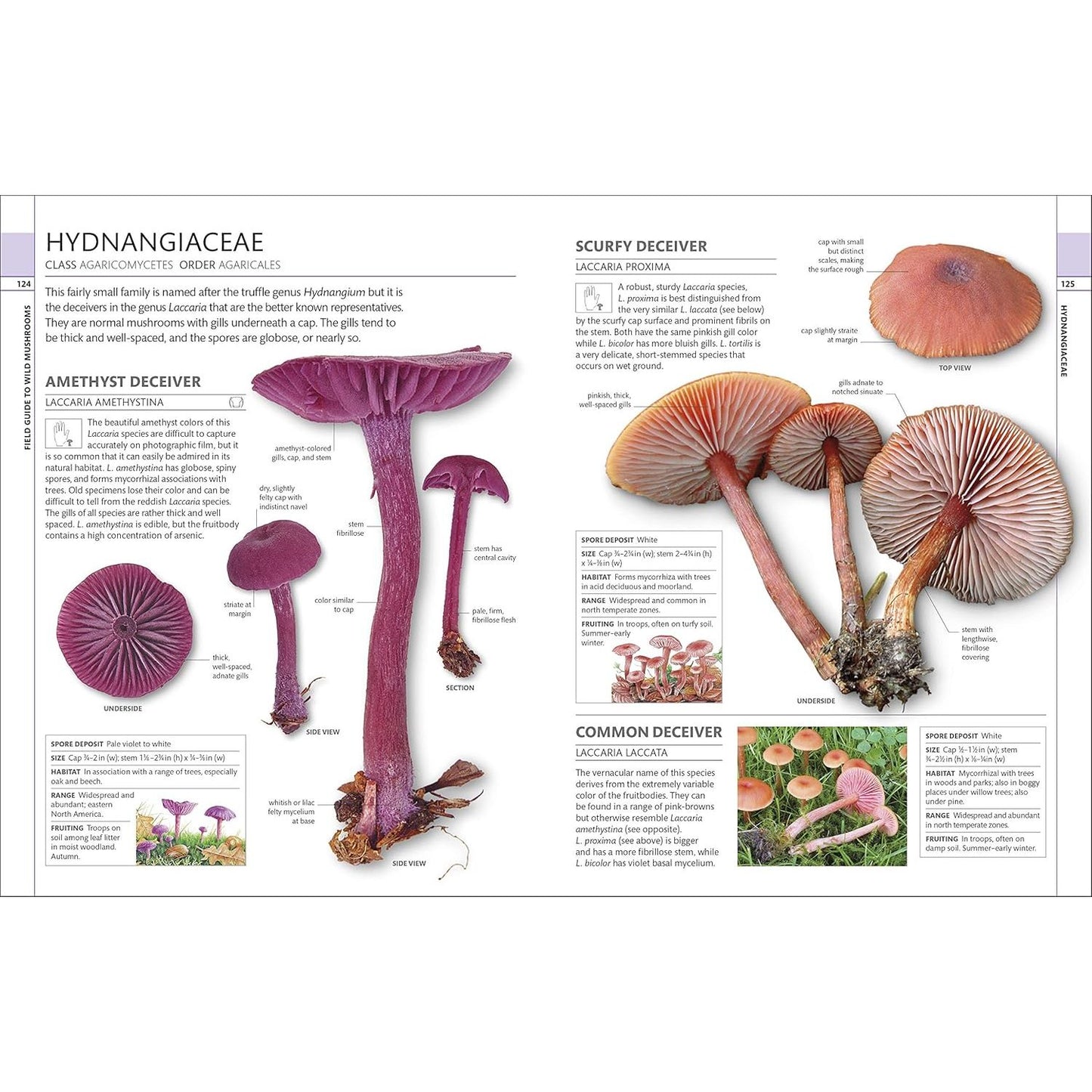 MUSHROOMS: HOW TO IDENTIFY AND GATHER WILD MUSHROOMS AND OTHER FUNGI (DK GUIDE)