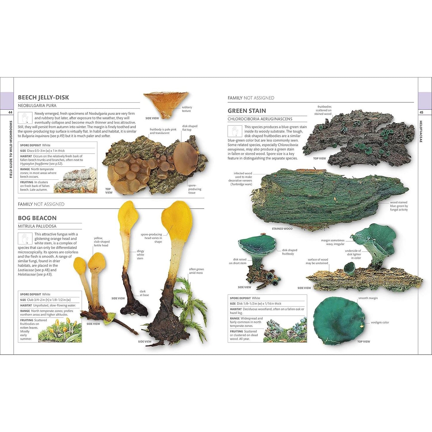 MUSHROOMS: HOW TO IDENTIFY AND GATHER WILD MUSHROOMS AND OTHER FUNGI (DK GUIDE)