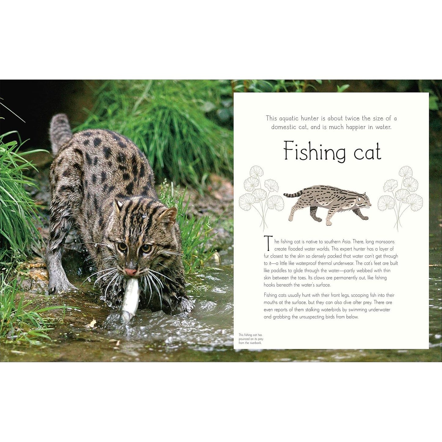 ANTHOLOGY OF AQUATIC LIFE: A DK BOOK