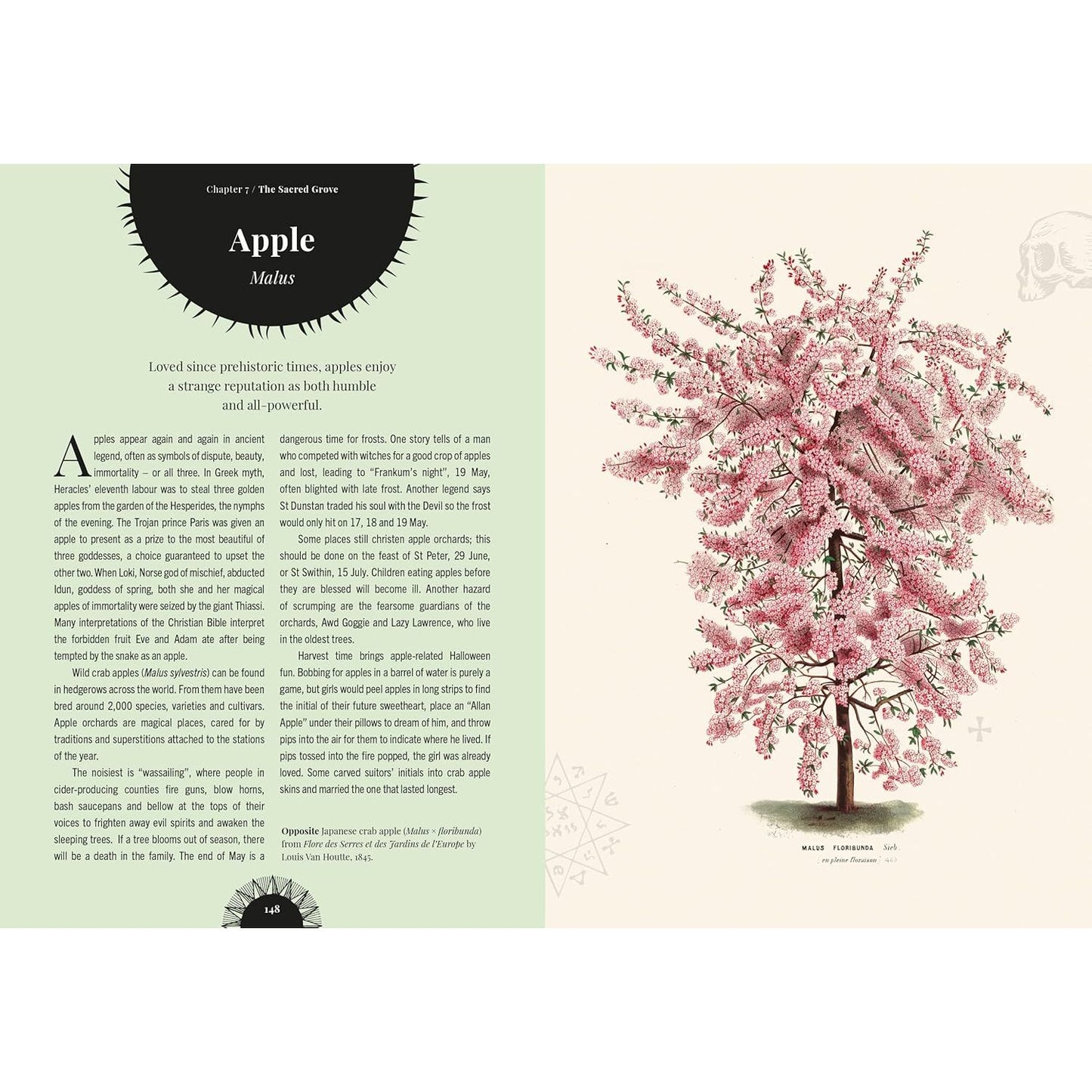 WITCH'S FOREST: TREES IN MAGIC, FOLKLORE, AND TRADITIONAL REMEDIES BY SARAH LAWRENCE