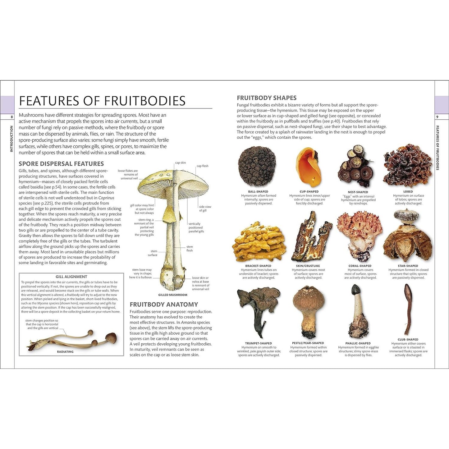 MUSHROOMS: HOW TO IDENTIFY AND GATHER WILD MUSHROOMS AND OTHER FUNGI (DK GUIDE)