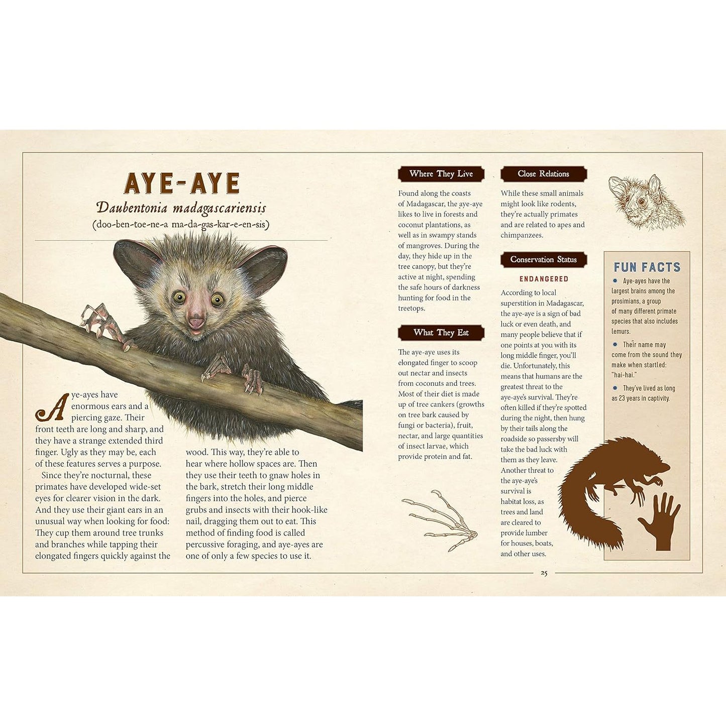 A CURIOUS COLLECTION OF PECULIAR CREATURES: AN ILLUSTRATED ENCYCLOPEDIA BY SAMI BAYLY