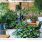 NOT ANOTHER JUNGLE: COMPREHENSIVE CARE FOR EXTRAORDINARY HOUSEPLANTS BY TONY LE-BRITTON