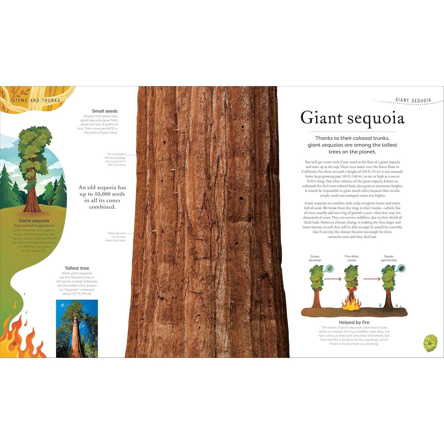 THE SECRET WORLD OF PLANTS BY BEN HOARE (A DK BOOK)