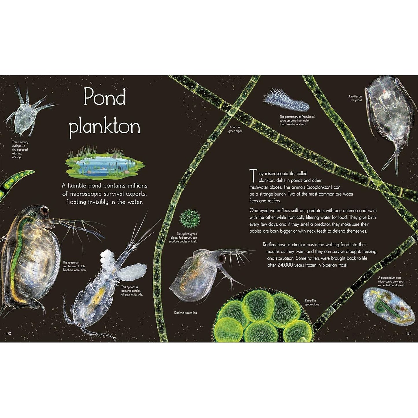 ANTHOLOGY OF AQUATIC LIFE: A DK BOOK