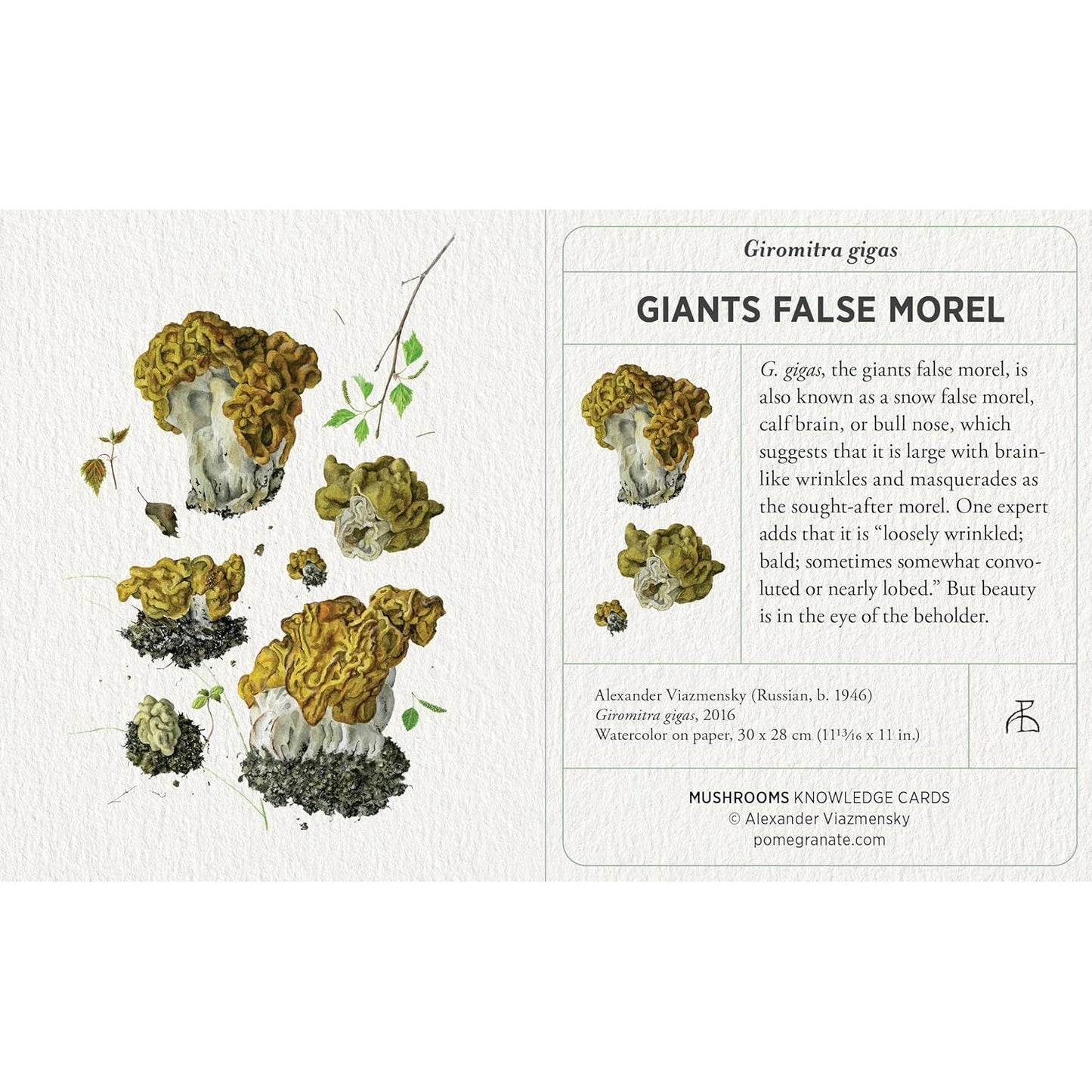 MUSHROOM KNOWLEDGE CARDS BY ALEXANDER VIAZMENSKY