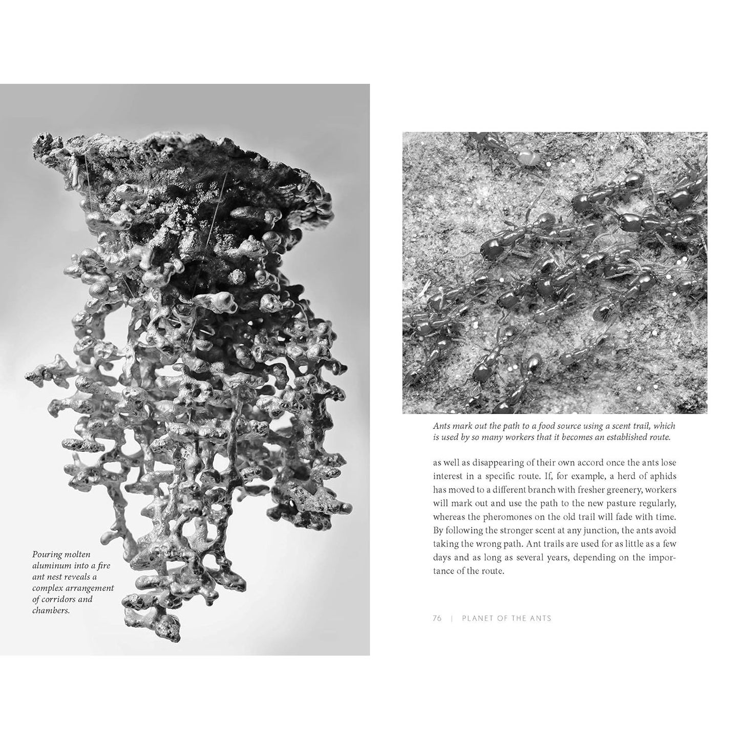 PLANET OF THE ANTS: THE HIDDEN WORLDS AND EXTRAORDINARY LIVES OF EARTH'S TINY CONQUEROTS BY SUSANNE FOITZIK AND OLAF FRITSCHE