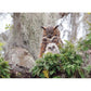 GREAT HORNED OWL 1000PC PUZZLE