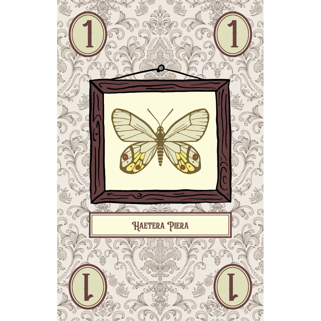 LEPIDOPTERY