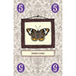 LEPIDOPTERY