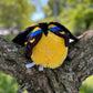 SQUISHABLE MINI TIGER BUTTERFLY