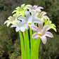 LILY FLOWER WIGGLE GEL PEN